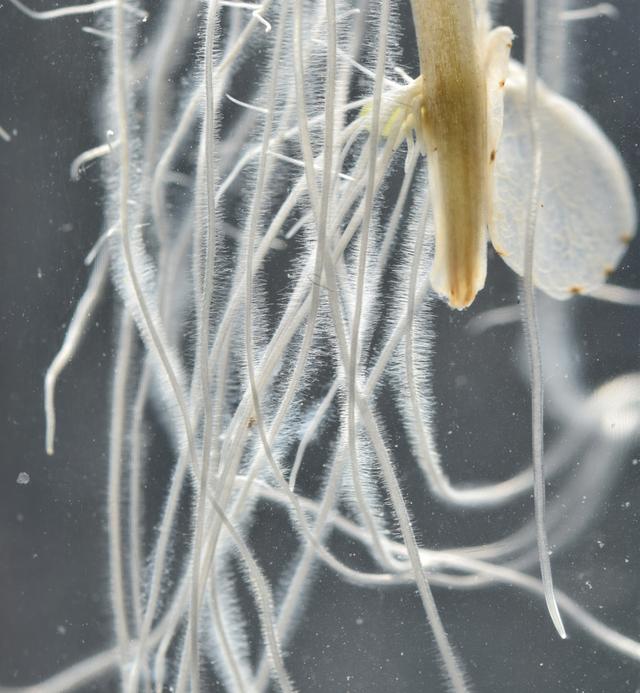 Many roots are covered in tiny hairs. Why do they have these hairs?