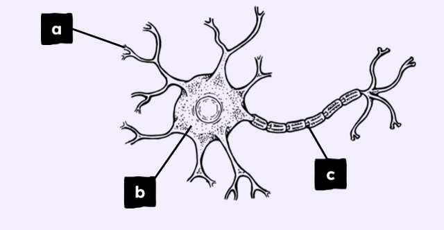 Match the part of the cell to its name.