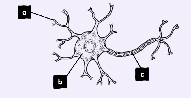 An image in a quiz