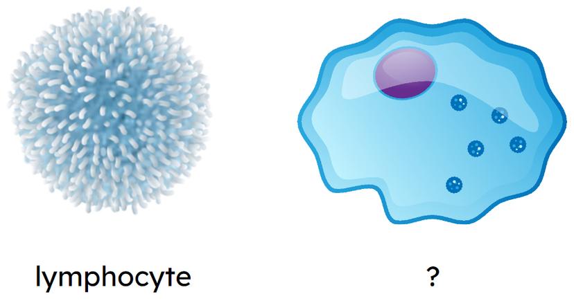 An image in a quiz