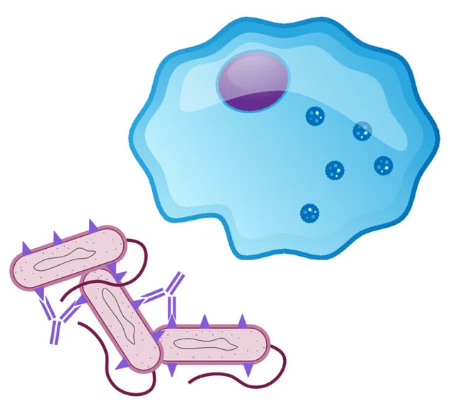 An image in a quiz