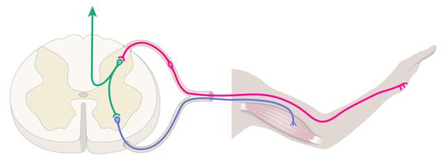 What three types of neurone are involved in a reflex arc?
