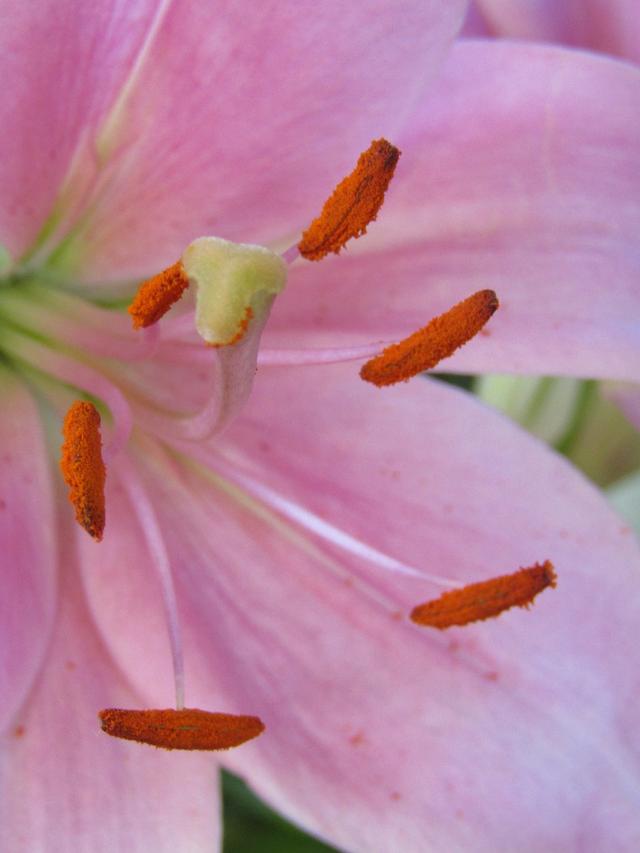 When pollen from an anther is transferred to a stigma, this is called...