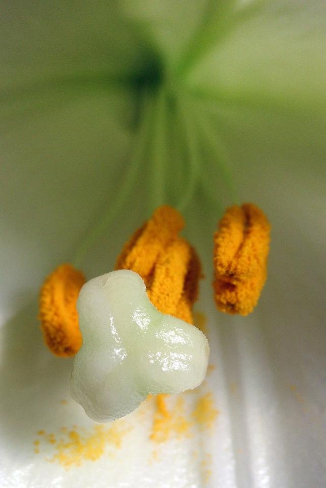 What is the name of the female part of the plant that is often sticky?