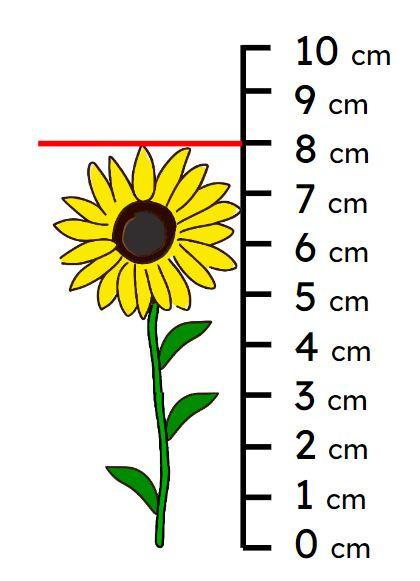 What is the height of Andeep’s sunflower?
The sunflower is <span class="blank">______</span> cm tall.