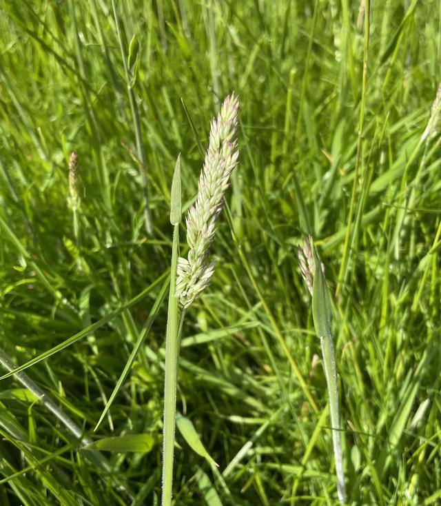 grass