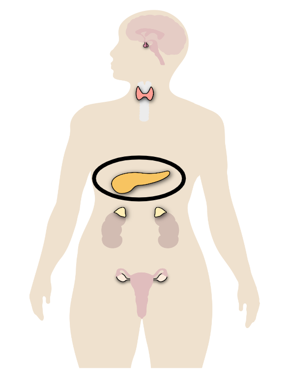 Which gland in the endocrine system is circled in this image?