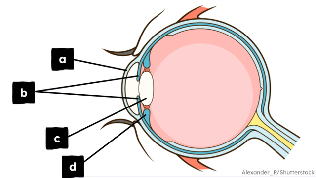 Match the part of the eye to its function.