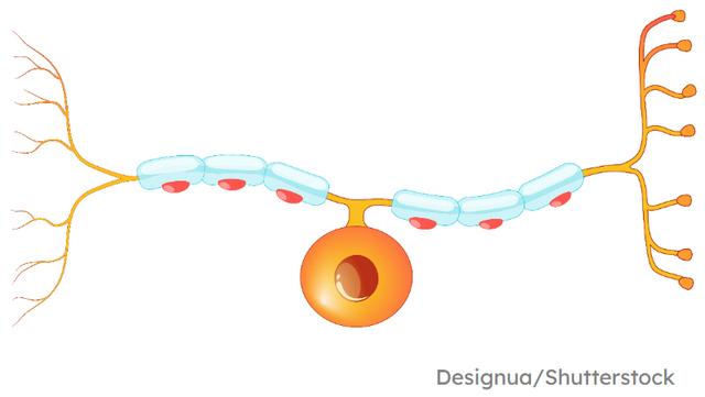 When sensory receptors in the eye detect light, they transmit impulses along sensory <span class="blank">______</span> in the peripheral nervous system.
