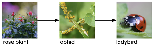 Which living thing is a predator in this food chain? Rose plant → aphid → ladybird.