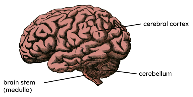 Which part of the brain is responsible for conscious movement including balance and coordination.