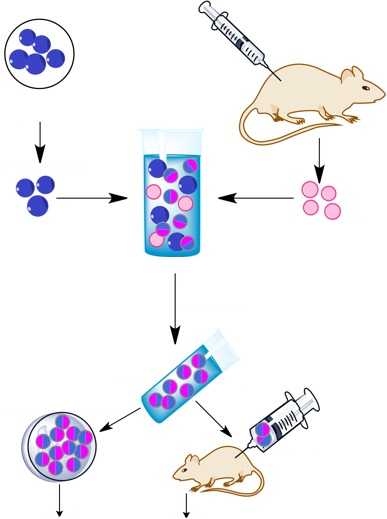 Put these steps in order to show how monoclonal antibodies are made.