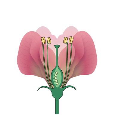 An image in a quiz