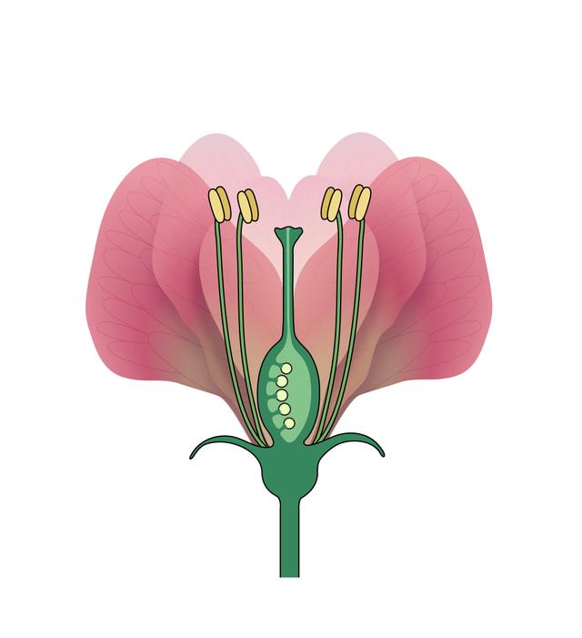 After a flower has been pollinated, <span class="blank">______</span> form inside the flower.