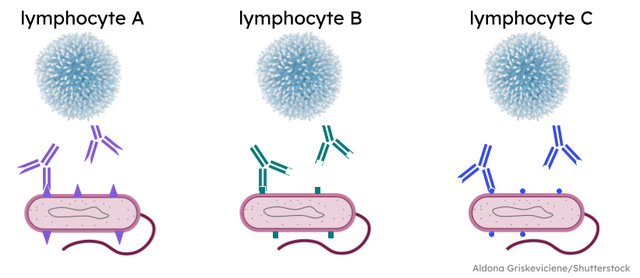 Antigens and antibodies are <span class="blank">______</span> in their shape.