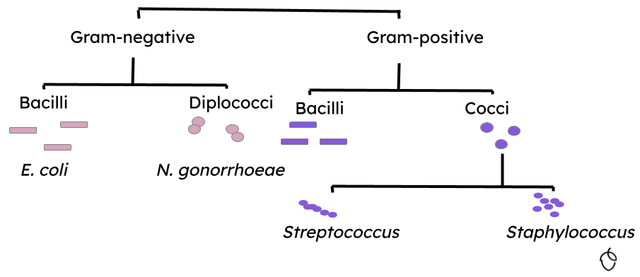 We can use a <span class="blank">______</span> to identify types of bacteria.