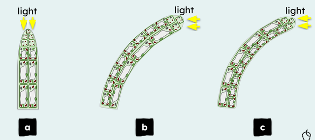 Which images correctly show phototropism?