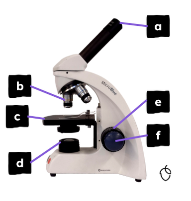 An image in a quiz