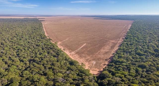 What is the impact of forests being cut down to grow crops or graze animals in Brazil?
