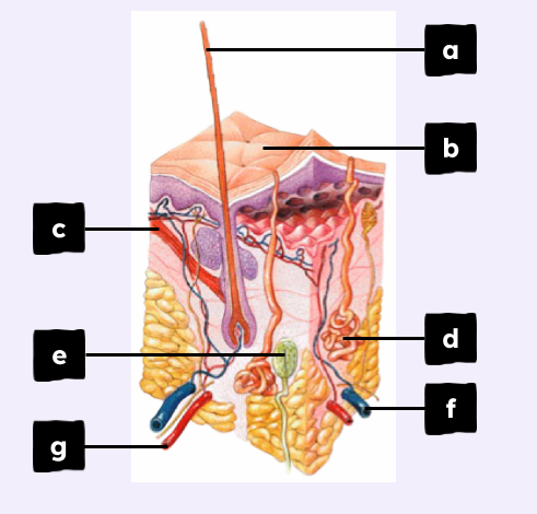 An image in a quiz