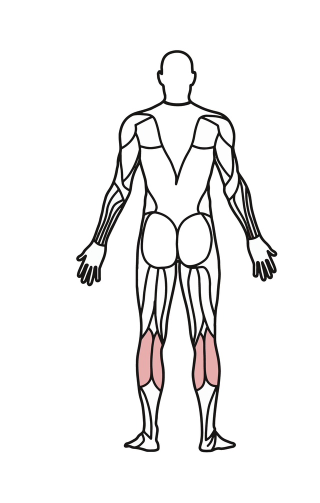 Which muscle has been highlighted?