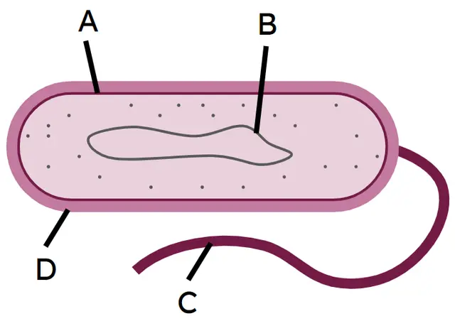 An image in a quiz