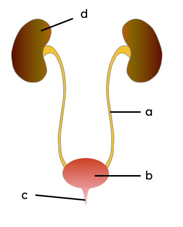 Label these parts of the excretory system.