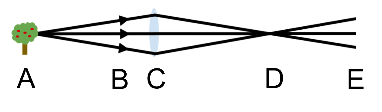 An image in a quiz