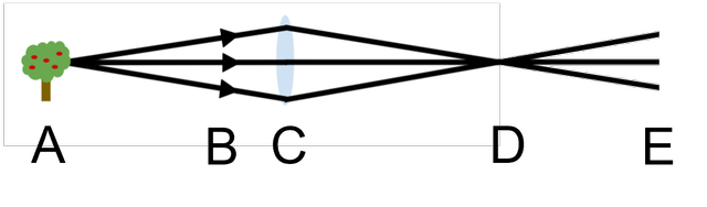 The diagram shows a lens focusing light from a tree. Three of the rays are shown. At which of the labelled distances is an image formed?