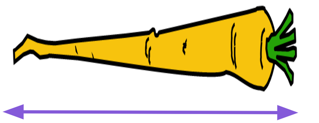 The length of a carrot