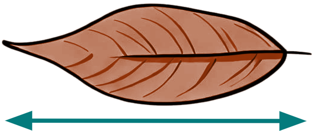 The length of a leaf