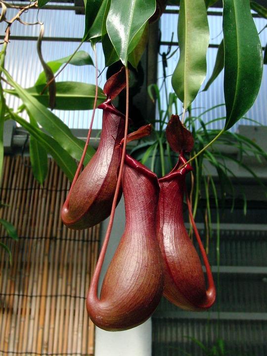 Match the plant to the change that is happening in its environment.