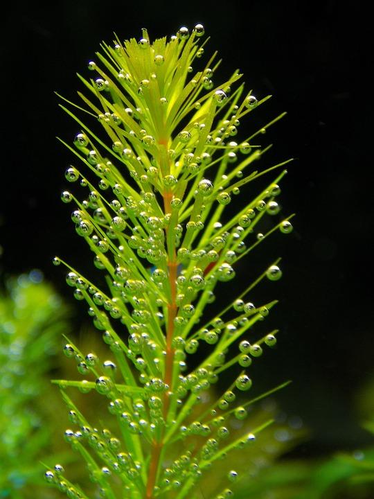 As the pond plant shown below photosynthesises, bubbles form around its leaves. Which gas is in the bubbles?