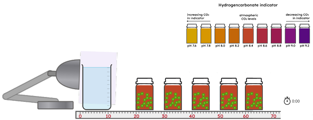 How can you use the equipment shown to measure the rate of photosynthesis?