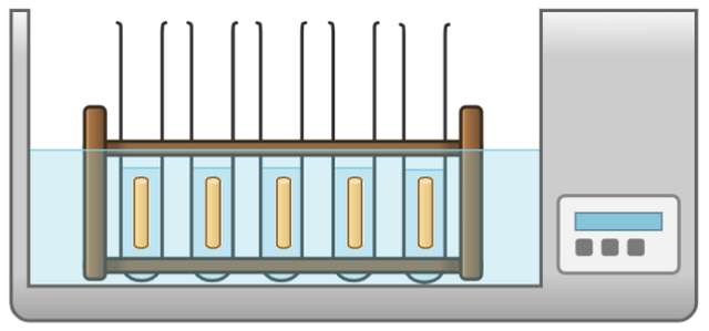 When investigating the effect of sugar solution concentration on potato chips, why were the test tubes placed in a water bath?