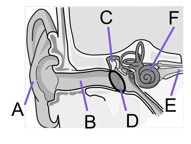 An image in a quiz