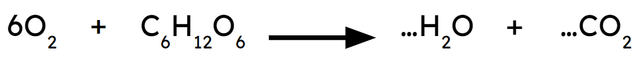 Look at the unbalanced equation for aerobic respiration. Which number in front of the CO<Math>_2</Math> and H<Math>_2</Math>O would balance the equation?