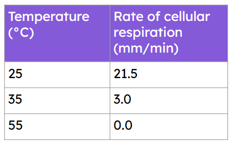 At 55 °C, the temperature is so high that it breaks bonds in the enzyme molecule, changing its 3D shape. The enzyme is <span class="blank">______</span> and no longer works.