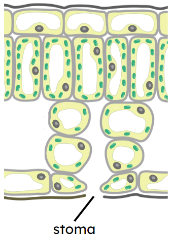An image in a quiz