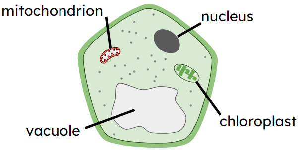 An image in a quiz