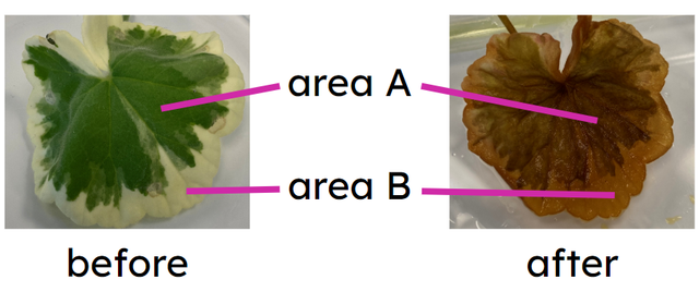 The photographs show the same leaf before and after the iodine method was used to test it for starch. Which statement explains why area A turned a darker colour during the test?