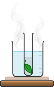 Why is a leaf placed in hot ethanol when testing for the presence of starch?