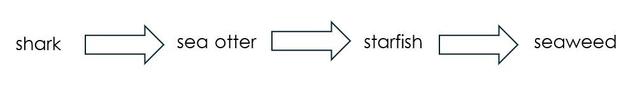 Aisha puts these animals in a food chain but she has made a mistake. Put this food chain in the correct order.