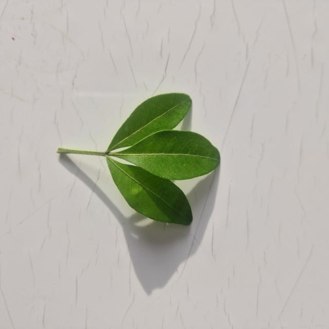 An image in a quiz