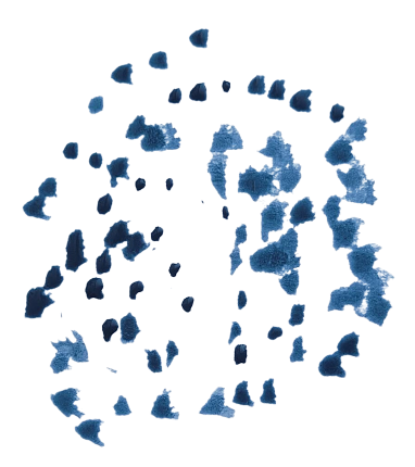 An image in a quiz