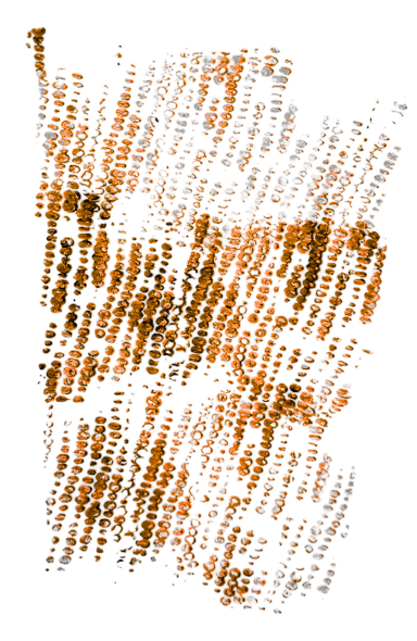 An image in a quiz