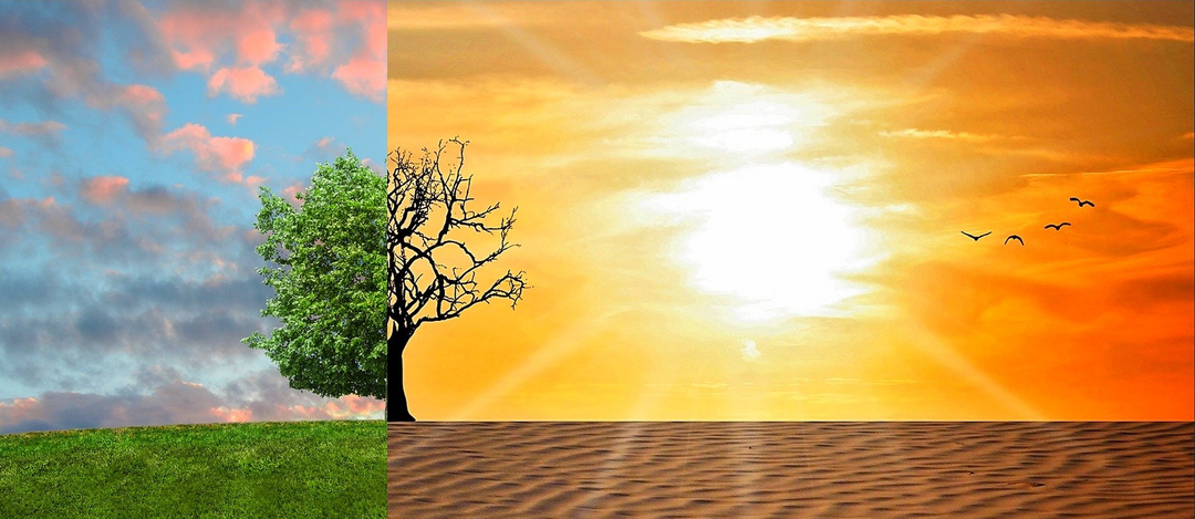 An image in a quiz