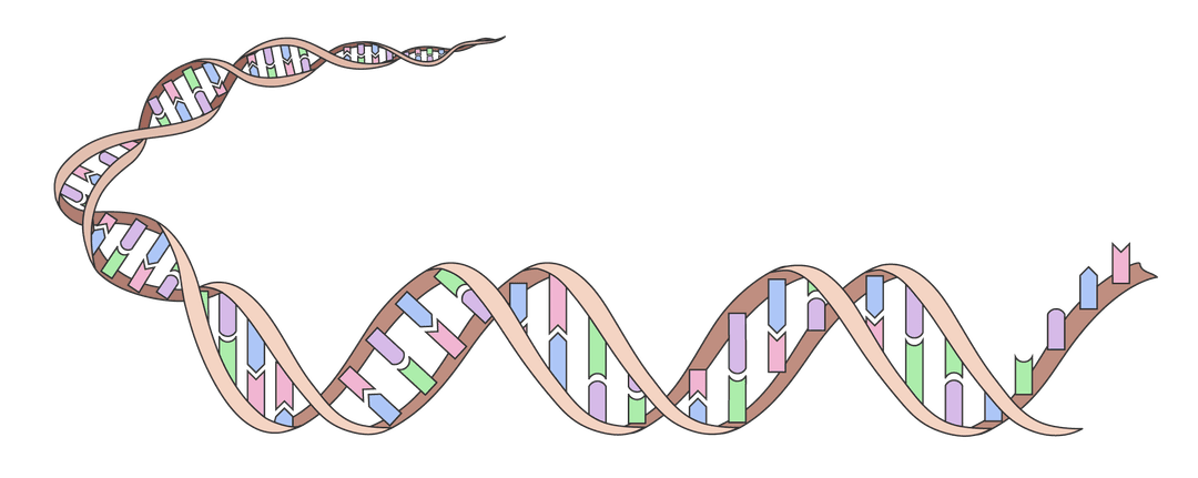 An image in a quiz
