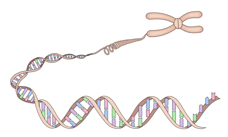 An image in a quiz