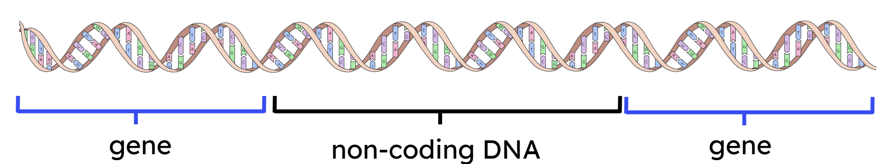 An image in a quiz